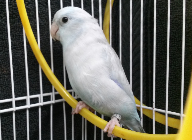 Pastel Parrotlets For Sale - Xtreem Parrotlets