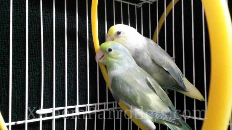 Pair of Rare Turquoise Pied Parrotlets