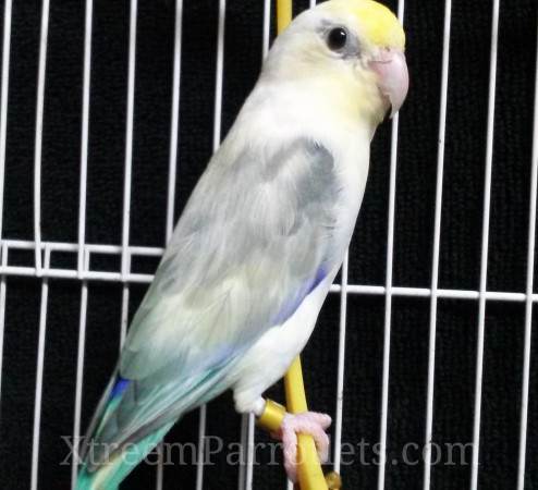 Rare Turquoise Pied Parrotlet For Sale