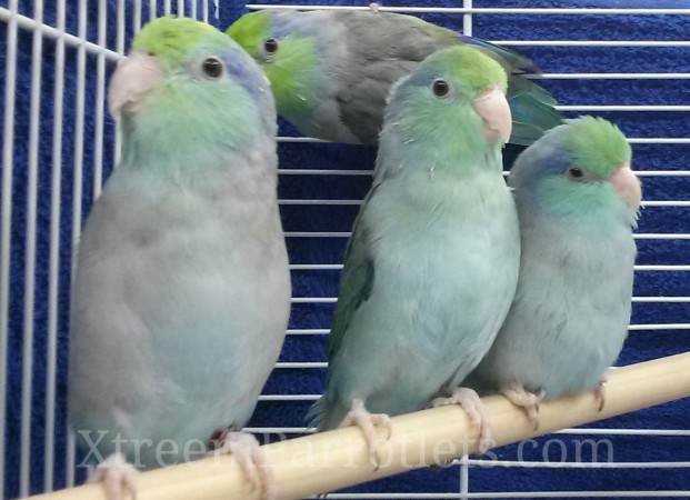 Turquoise Parrotlets