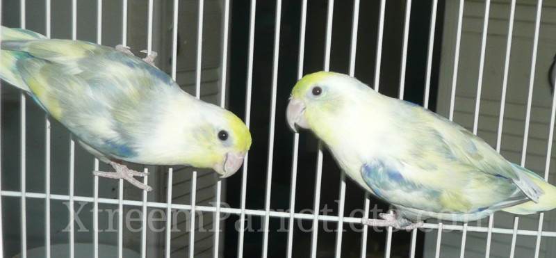 Turquoise Pied Parrotlet Singles View 2