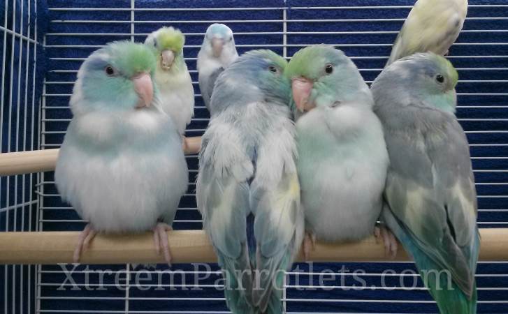 Turquoise Pied Parrotlet View 39