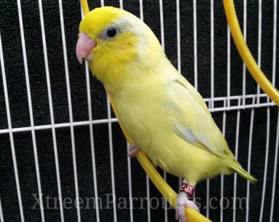 American Yellow Parrotlet