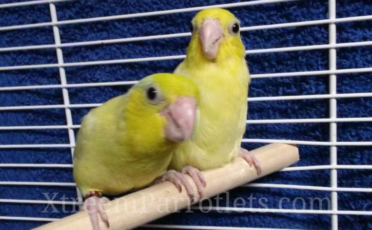 beautiful-american-yellow-parrotlets