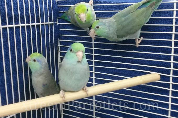 Beautiful Turquoise Parrotlets