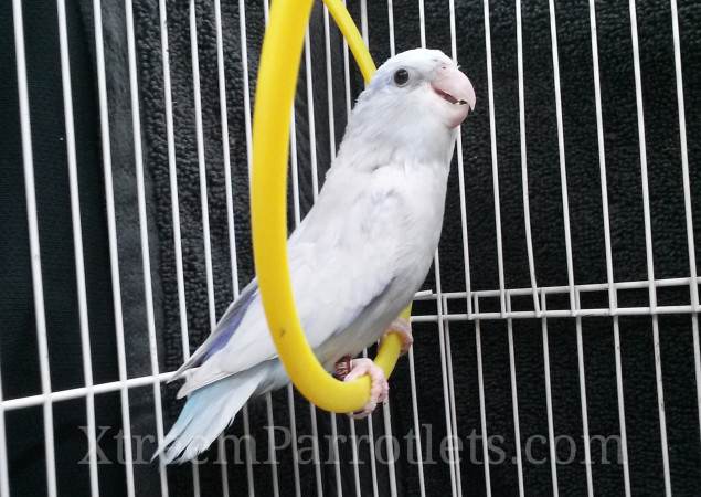 beautiful-white-parrotlet