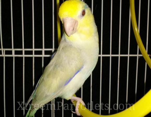 blue-fallow-turquoise-pied-for-sale