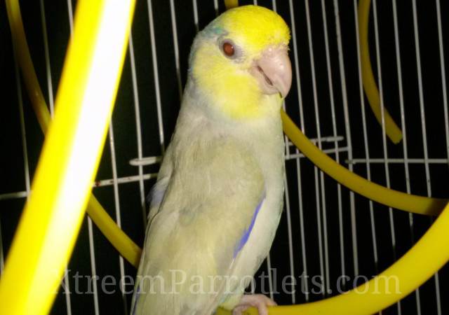 blue-fallow-turquoise-pied-parrotlet-for-sale