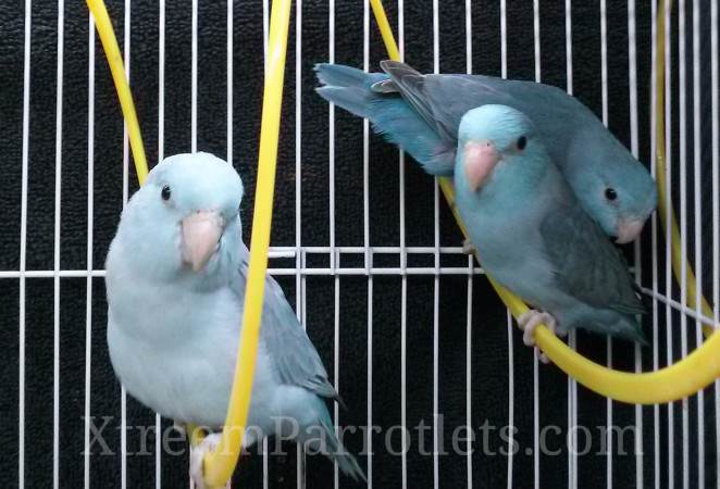 blue-parrotlet-group