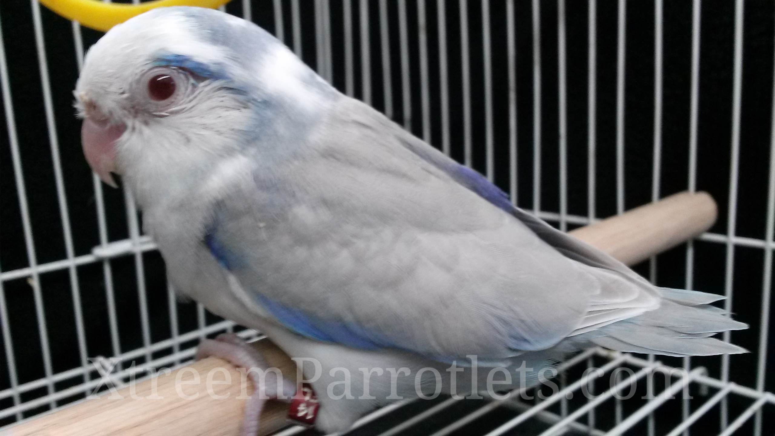 blue-pied-fallow - Xtreem Parrotlets