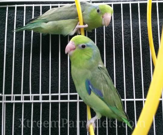 bonded-pair-of-green-parrotlets
