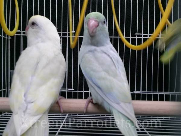 Dilute Turq Parrotlet