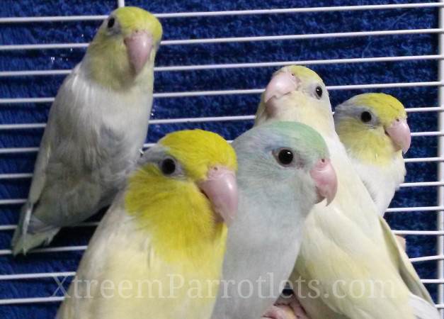 dilute-turquoise-parrotlets