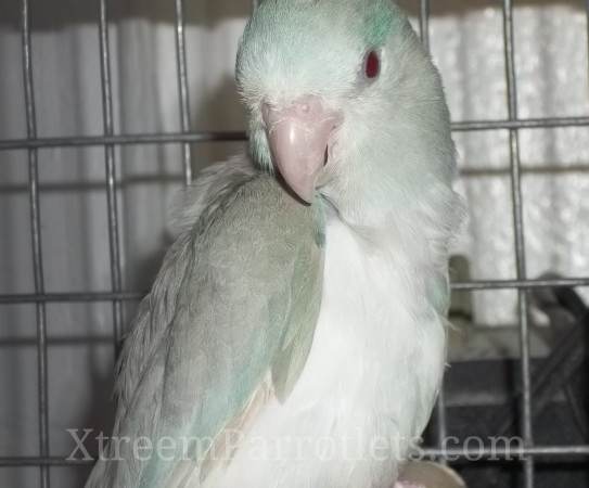 dominant-blue-pied-fallow-female