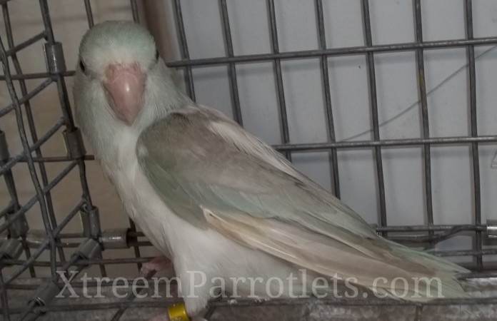 dominant-blue-pied-fallow-female-for-sale
