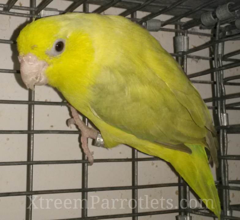 Pastel Parrotlets