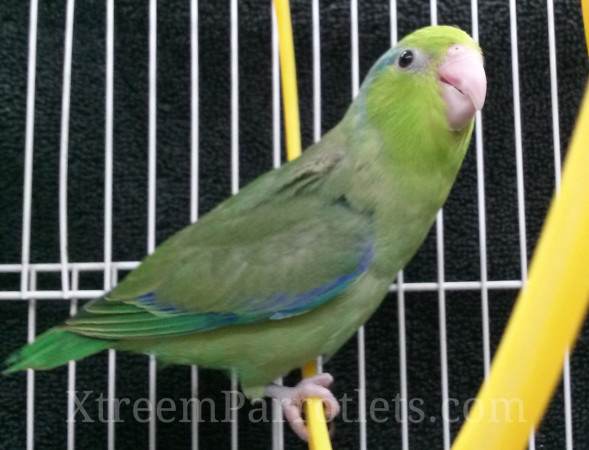 green-male-parrotlet-for-sale