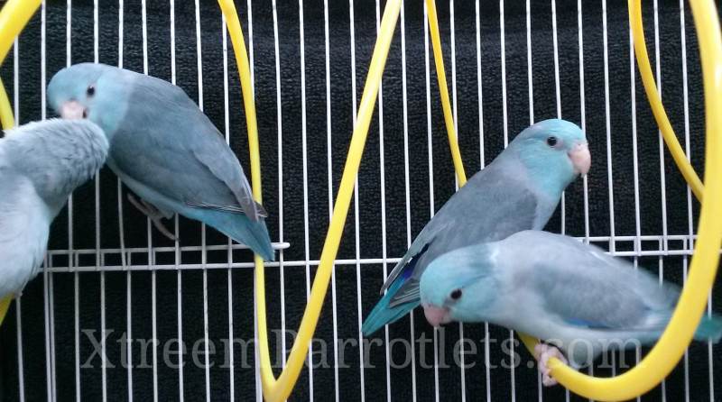 group-of-blue-parrotlets