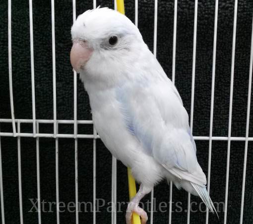 male-white-parrotlet-for-sale
