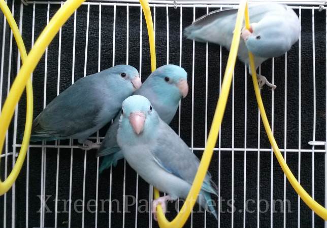 many-blue-parrotlets