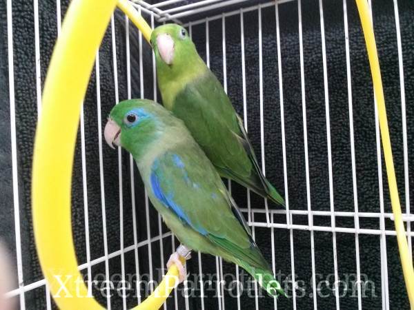 pair of spectacled parrotlets