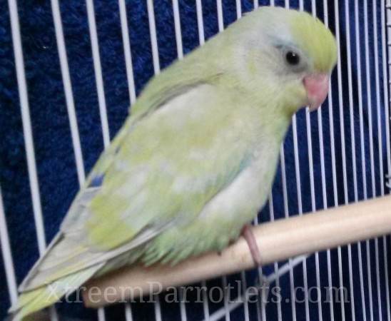 rare-dilute-turquoise-parrotlet