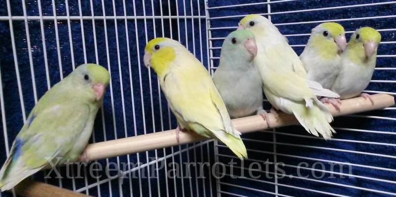 rare-dilute-turquoise-parrotlet-birds