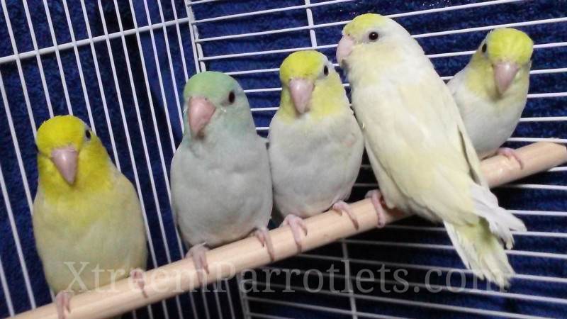 rare-dilute-turquoise-parrotlets