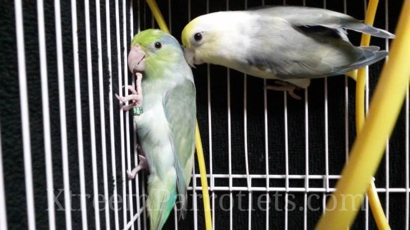 Rare Turquoise Pied Pair Parrotlets