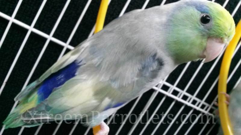 rare-turquoise-pied-parrotlet