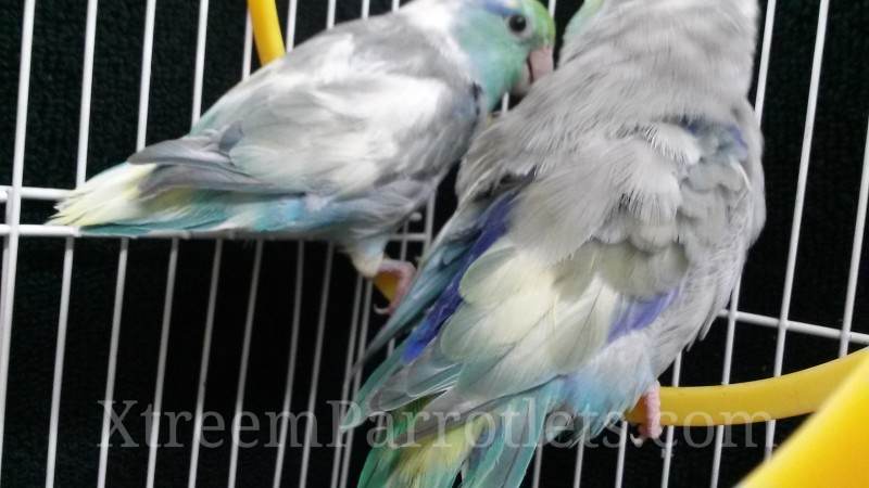 rare-turquoise-pied-parrotlets