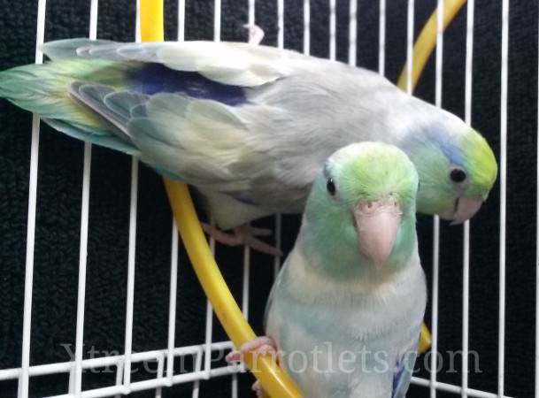 rare-turquoise-pied-parrotlets-for-sale