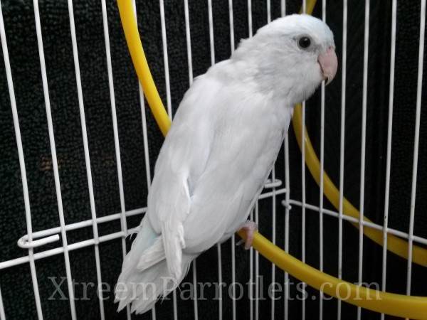rare-white-gene-parrotlet