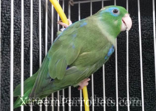 spectacled parrotlet