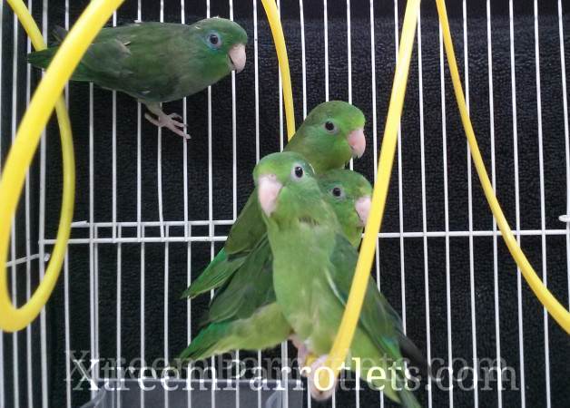 spectacled parrotlets group