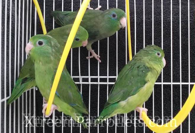 rare spectacled parrotlets group3