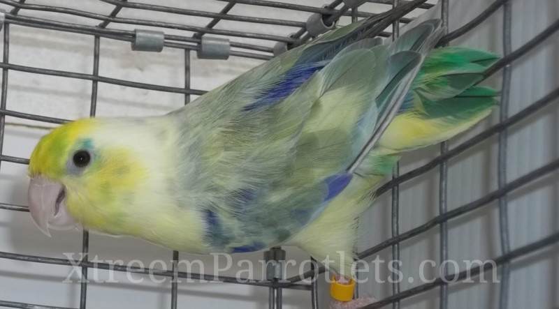 turq-pied-parrotlet-for-sale