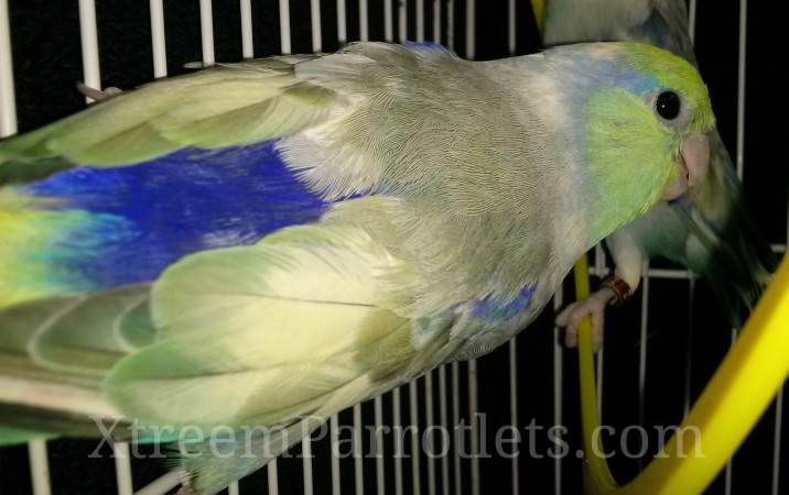 turquoise-heavy-pied-parrotlet-for-sale