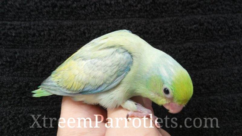 Turquoise Pastel Parrotlet