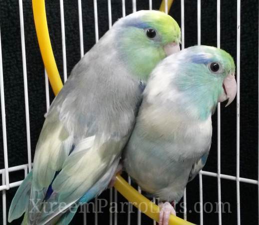 turquoise-pied-parrotlets-for-sale