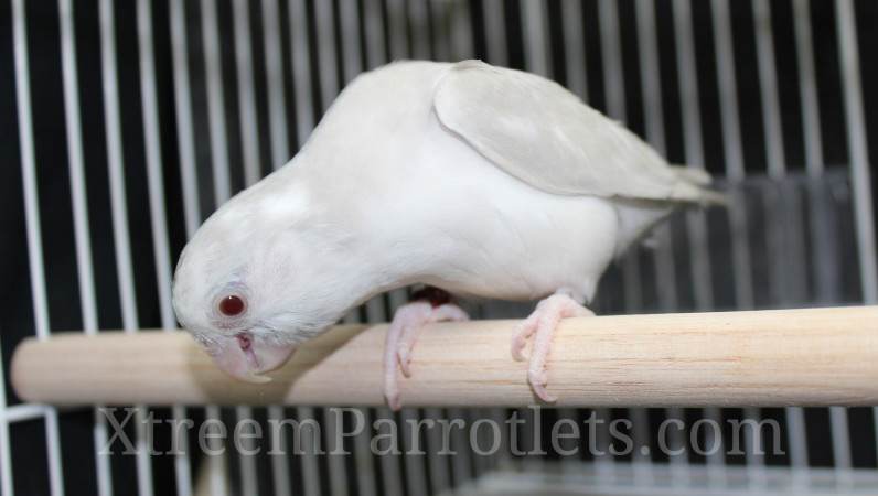 Parrotlet Breeders: Cobalt Cinnamon Fallow Pied Misty