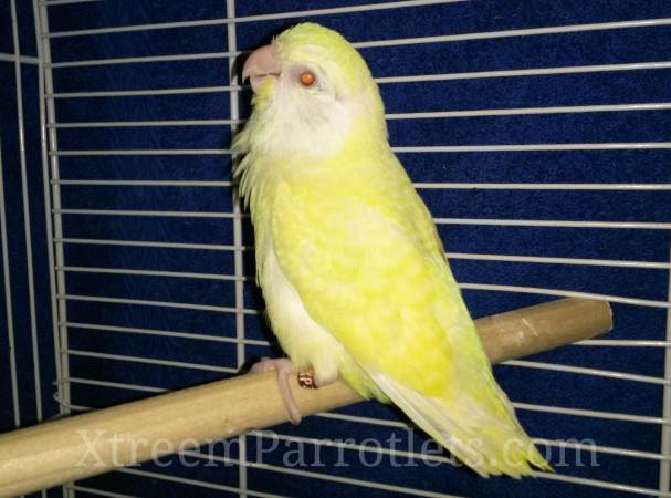 White Fallow Parrotlets For Sale