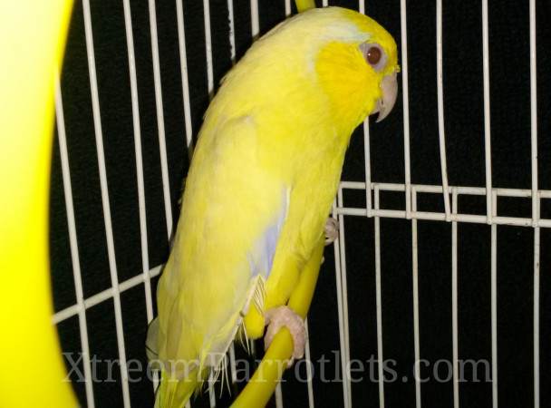 yellow-fallow-parrotlet-for-sale
