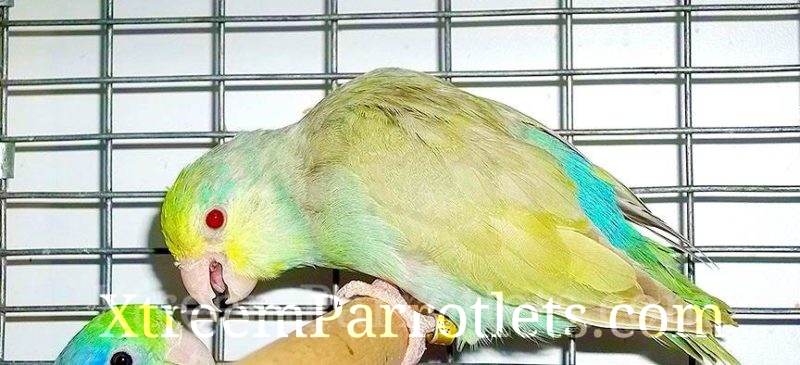 Parrotlet Breeders: Turquoise Fallow Parrotlet