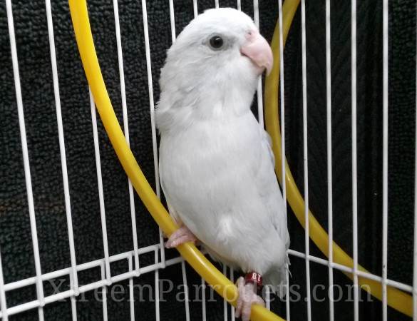 American White Parrotlets