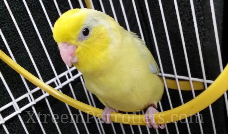 American Yellow Parrotlet For Sale