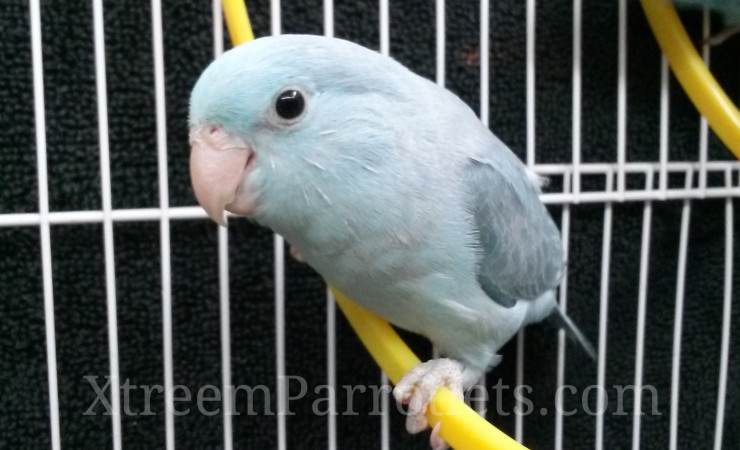 Blue Parrotlets