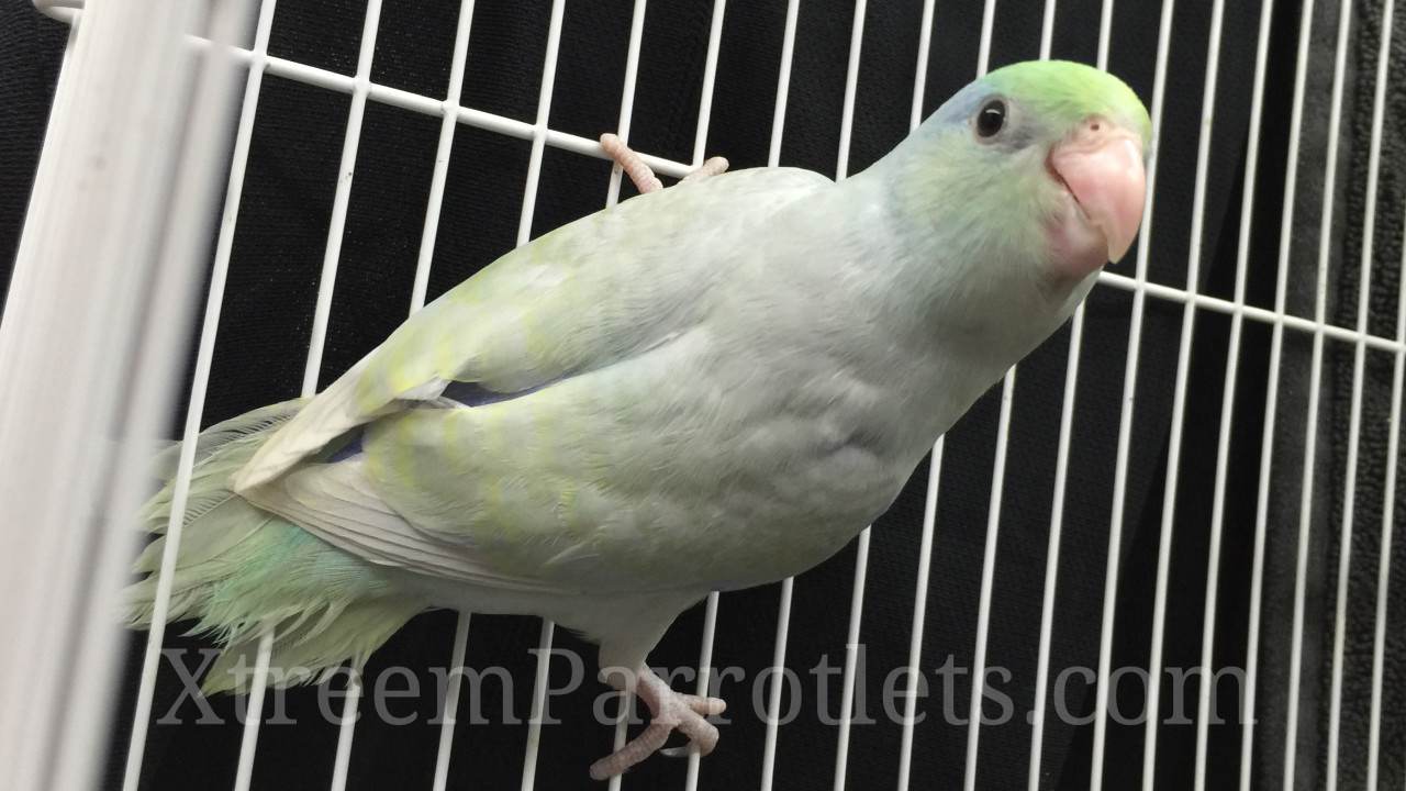 Dilute Parrotlet