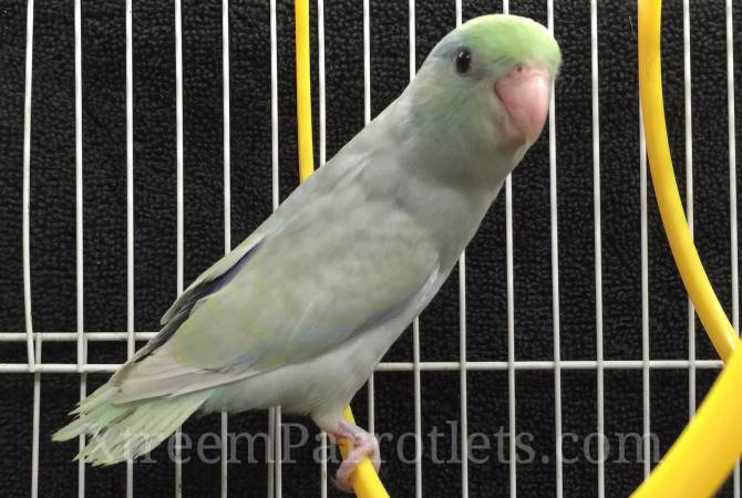 Dilute Turq Parrotlets