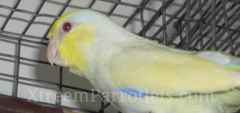 Dilute Turquoise Fallow Parrotlet Rare